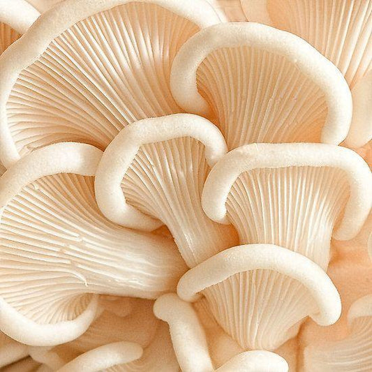 blog-L-ergothioneine