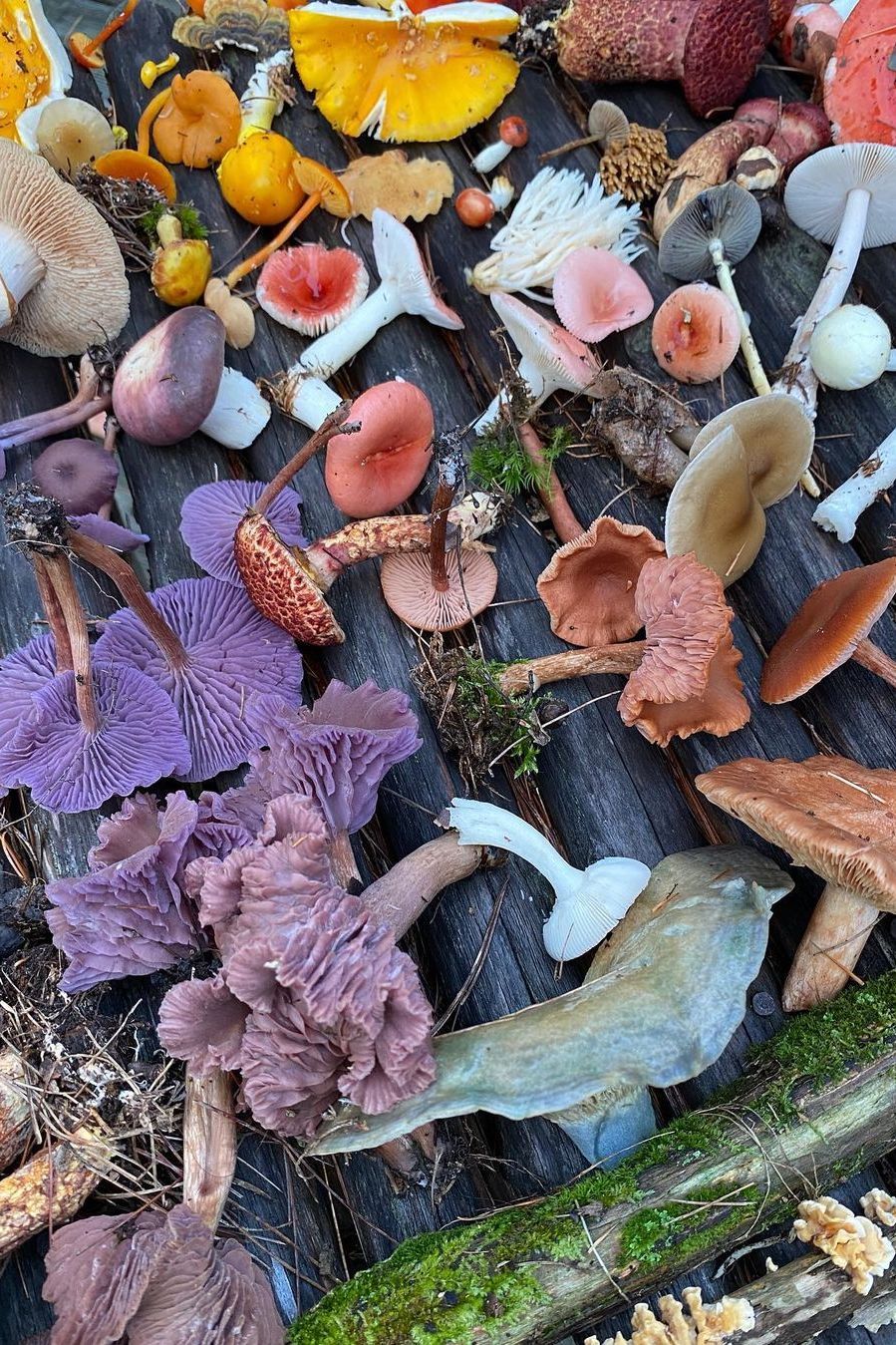 Le meilleur champignon à manger avant un examen pour nous rendre plus intelligent selon une étude scientifique