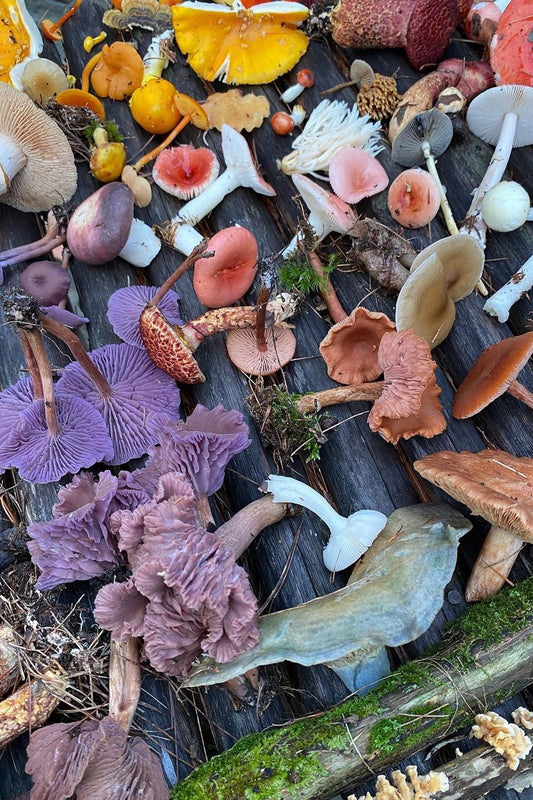 Le meilleur champignon à manger avant un examen pour nous rendre plus intelligent selon une étude scientifique