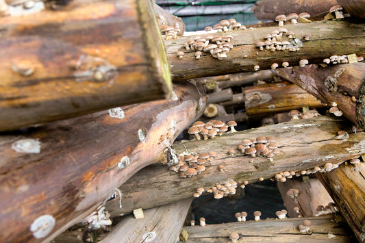 Comment Choisir le Meilleur Produit à Base de Champignon : Corps Fructifères, Mycélium, Extrait ou Spectre Complet