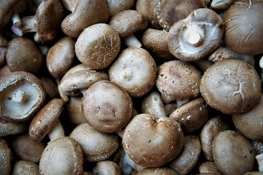 blog-champignon