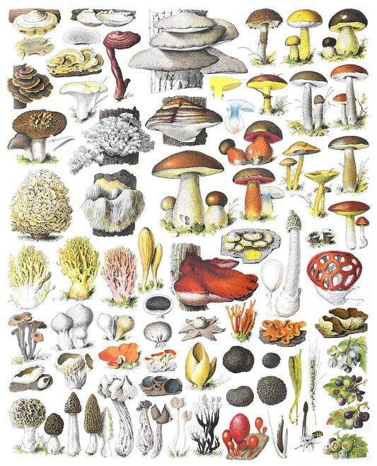 L’histoire de la mycothérapie - MYCELAB