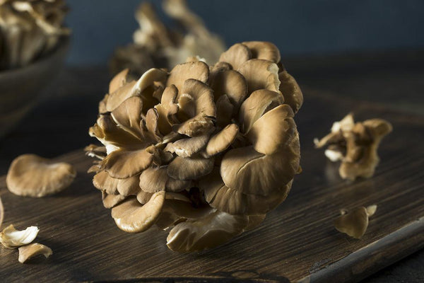 blog-maitake