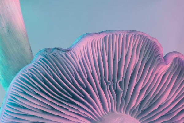 mycelab-blog-magic-mushrooms