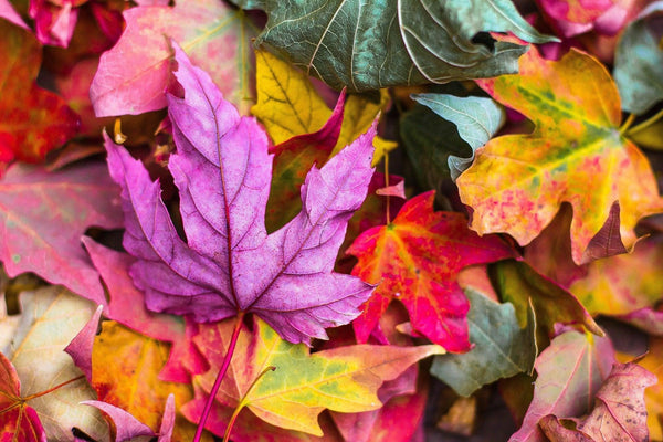 L'art de préserver sa santé en automne - MYCELAB