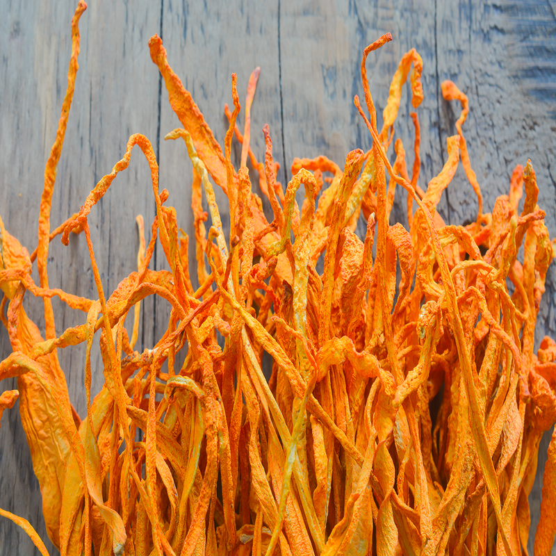cordyceps