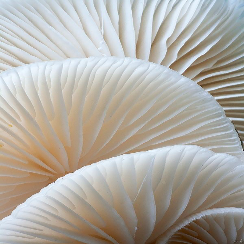 pleuroteblanc