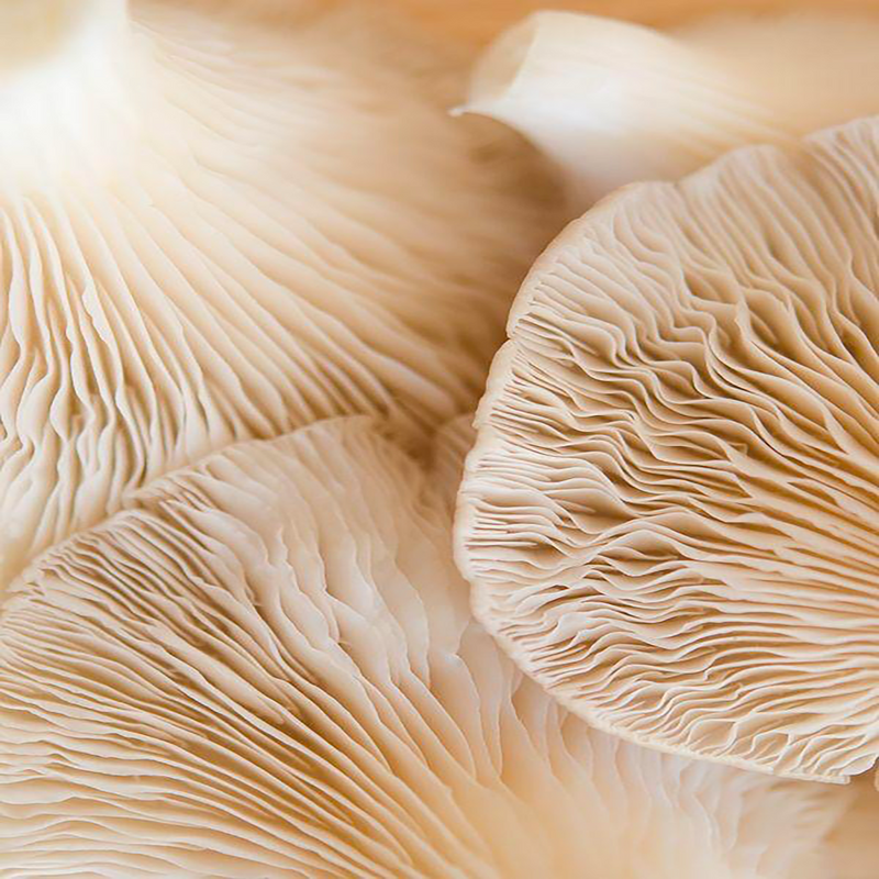 pleurote