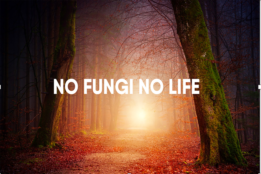 no fungi no life
