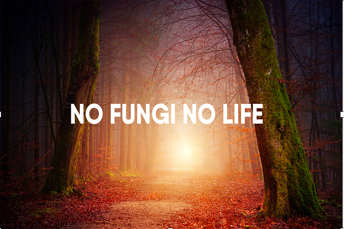 no fungi no life