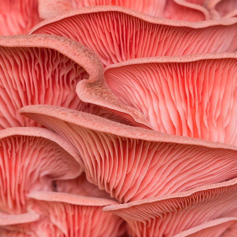 Mycelab_pinkpleurotus